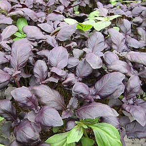 Foto van de desbetreffende plant